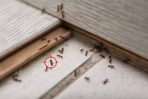 Best Pest Control Near Me  in Mcalmont, AR
