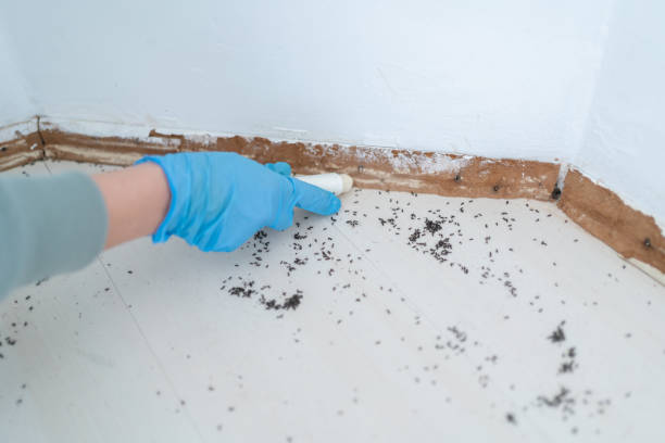 Best Emergency Pest Control  in Mcalmont, AR